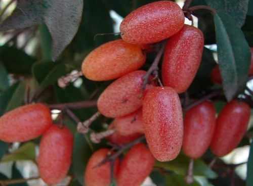 胡秃子盆景半春子甜棒槌雀儿酥羊奶子树桩盆景木奶子盆栽庭院种植热销